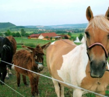 Forellenhof.pferde.1